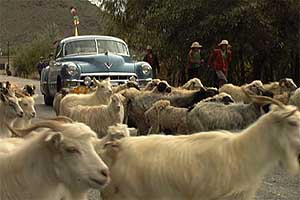 Sheep and goats are just a few things keeping the 
pace of the rally slower than expected.